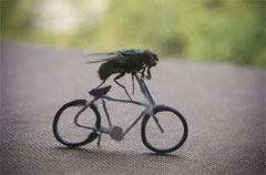 Tour De Mouches